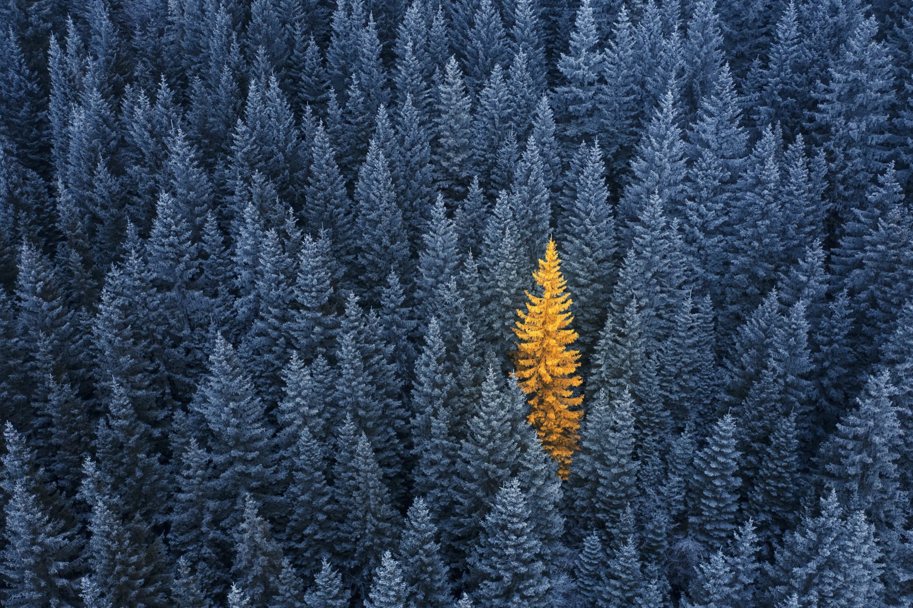 A single golden tree standing out among a calm forest, a quiet metaphor for a practice that stands apart.